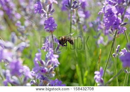 bee gathers nectar from the flowers of lavender