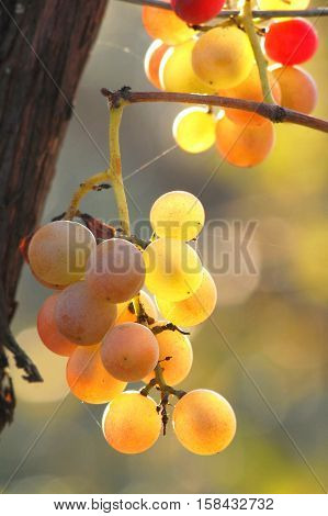 Mellow cluster of grapes growing on vine. Grade Lydia.