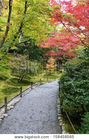 Autumn foliage in Japan's ancient capital Kyoto