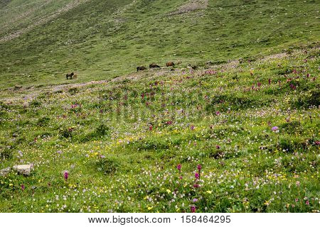 Grassland in Sichuan of balangshan , China
