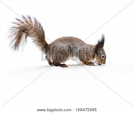 Grey Squirrel With Fluffy Tail On Snowy Ground Eating Nut