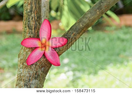 plumeria flower pink selective focus or desert rose beautiful on the tree ( Common name Apocynaceae Frangipani PagodaTemple )