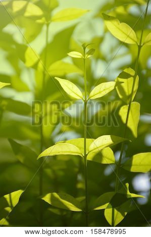 fresh green wrightia religiosa leaves and sunlight