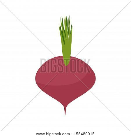 Beetroot Isolated. Maroon Vegetables On White Background. Vegetarian Food