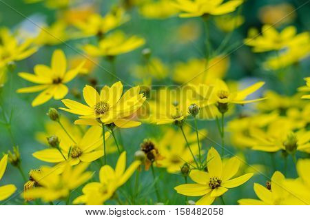Wild yellow chamomile flowers on a field on a sunny day. shallow depth of field