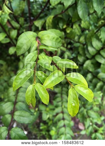 fresh green wrightia religiosa leaves in nature garden