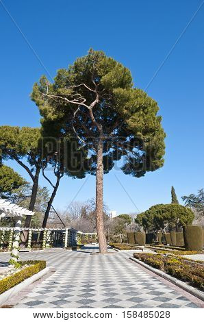 Pine tree and pergolas in Cecilio Rodriguez Gardens, Retiro Park, Madrid, Spain