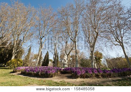 Flower bed at Retiro Park Madrid Spain. The statue depicts Hercules slaying Nemean lion.