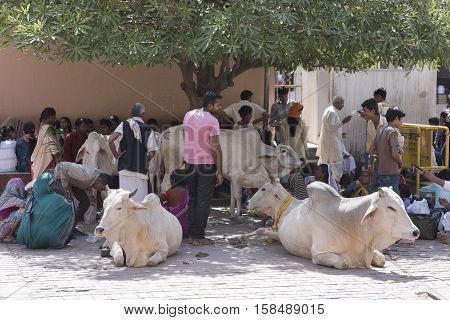 Mathura, India - October 13, 2016: People sitting around holy cows under shade and waiting outside Shri Krishna Janam Bhumi in Mathura, India.