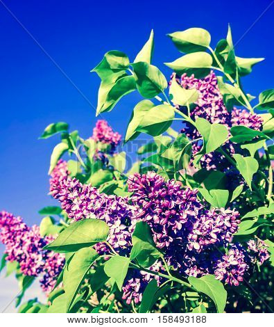 lilac bush in the early spring on a sunny day, bright purple and pink, a few bunches in full bloom, against a background of blue sky, beautiful photo, processed, preset, azure