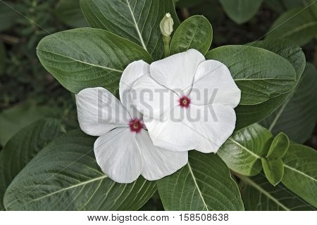 Madagscar periwinkle (Catharanthus roseus). Called Rosy periwinkle and Vinca also