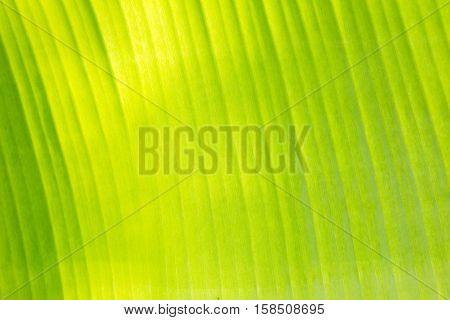 Closed up of Green banana leaf background