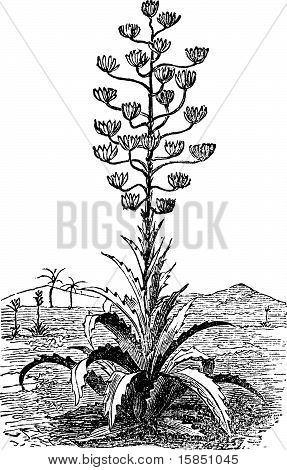 แกะโรงเซนจูรี่หรืออากาเว่อเมริกานาเก่าโบราณสลัก