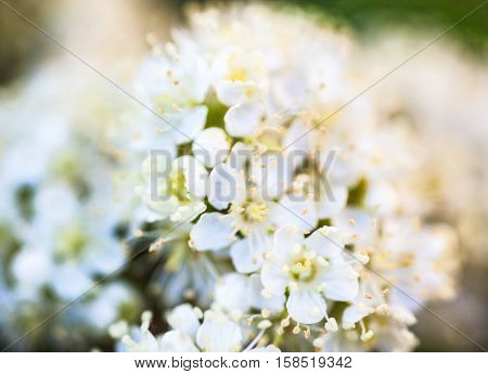 White flowers of the rowan tree. Close up.