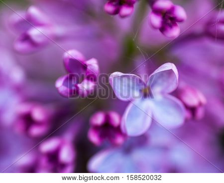 Closeup of beautiful and delicate spring lilac flowers
