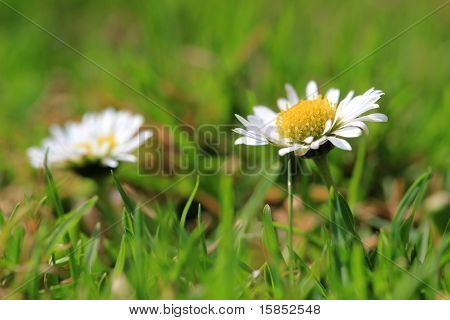 Daisy