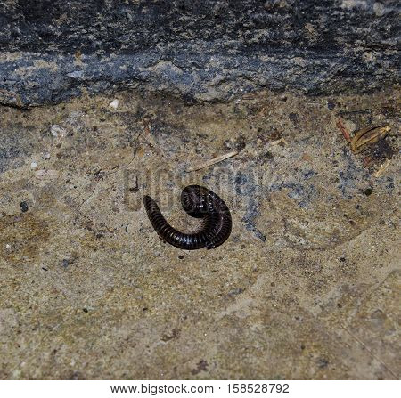 Mating Millipede. Millipede - Centipedes Black With Strong Armor