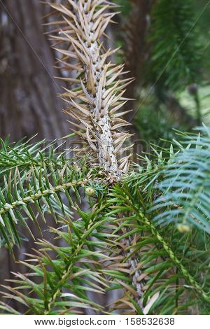 Blue-needled china fir (Cunninghamia lanceolata Glauca). Called Blue china fir also