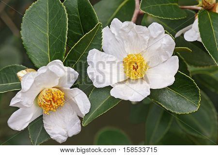 Lu Shan Snow tea oil camellia (Camellia oleifera Lu Shan Snow)