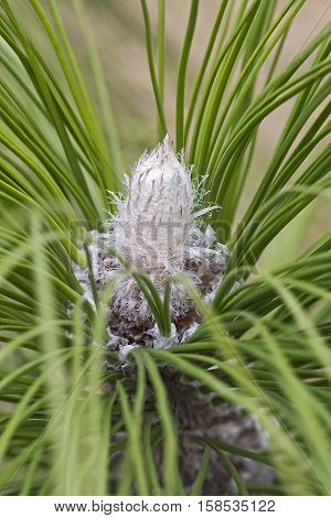 Longleaf pine (Pinus palustris). Called Southern Yellow Pine also