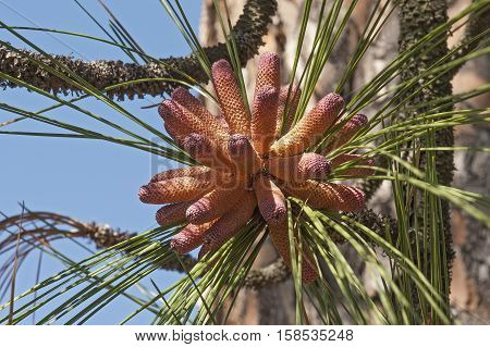 Longleaf pine (Pinus palustris). Called Southern Yellow Pine also