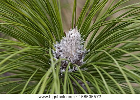 Longleaf pine winter bud (Pinus palustris). Called Southern Yellow Pine also