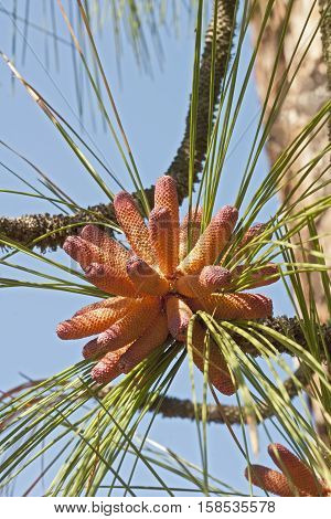 Longleaf pine pollen cones (Pinus palustris). Called Southern Yellow Pine also