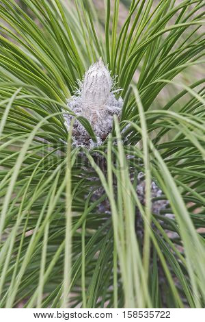 Longleaf pine winter bud (Pinus palustris). Called Southern Yellow Pine also