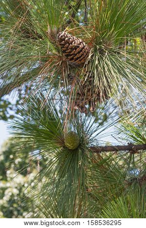 Longleaf pine (Pinus palustris). Called Southern Yellow Pine also