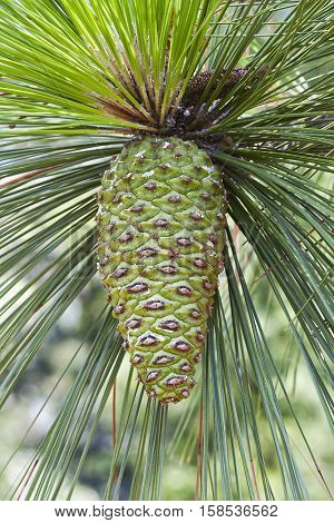Longleaf pine cone (Pinus palustris). Called Southern Yellow Pine also