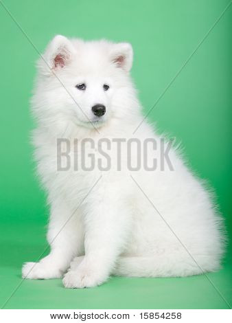 Samoyed hund