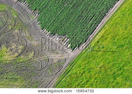 Field