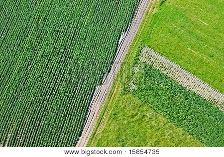 Field