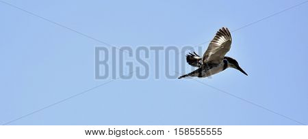 Pied kingfisher with black and white plumage flying over a river