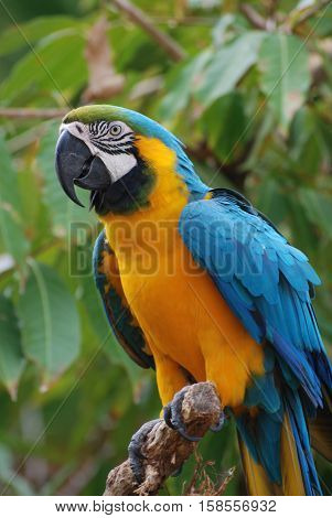 Blue and gold macaw bird sitting on a tree branch.