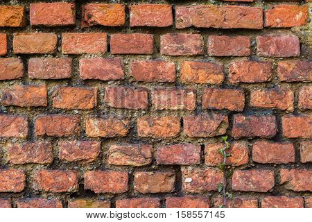 texture red bricks for a construction with green plant