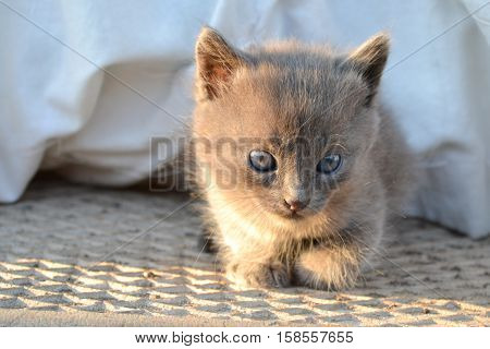 horizontal portrait of the little smoky gray kitten with blue eyes on gray background