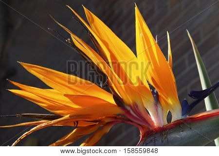 Blossoming colorful flowers in autumn park in San Diego.