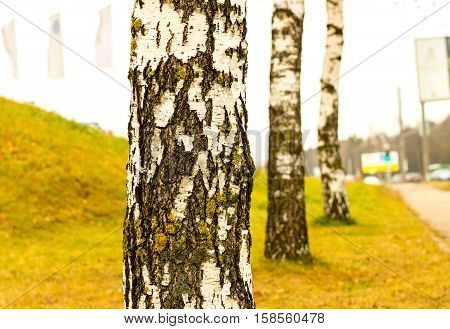 Birch trees in the city. Birch autumn Birch-tree