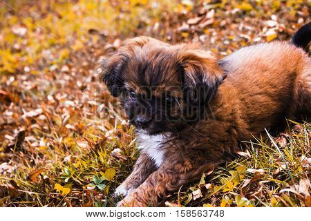 Cute and playful half-breed puppy laying on the grass
