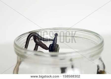 Hirudotherapy. Medical leeches in water before therapy