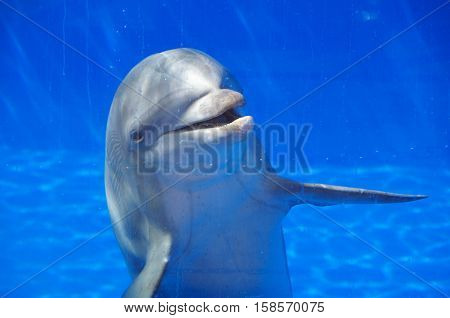Dolphin looks through the glass blue pool