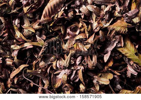 Different shaped autumn leaves on the ground