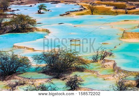 plants in blue colored pool in china