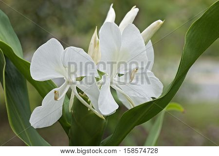White ginger lily (Hedychium coronarium). Called White garland-lily also