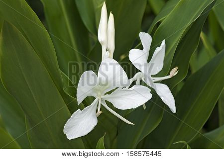 White ginger lily (Hedychium coronarium). Called White garland-lily also