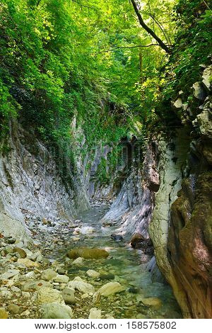 Fair mountain ravine with a creek in the southern forest