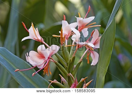 Orange bottlebrush ginger (Hedychium coccineum). Called Red butterfly ginger Orange gingerlily and Scarlet gingerlily also