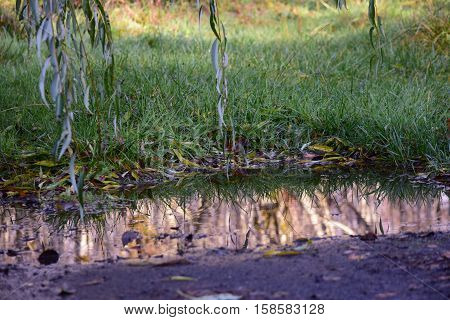 after autumn rain puddles form reflection of grass