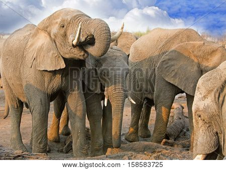 Large herd of elephants drinking from camp waterhole in Hwange National Park, Southern Africa, with a blue cloudy sky background